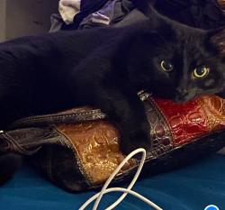 Lost Male Cat last seen Shadeland Ave Bridge, Pittsburgh, PA 15212