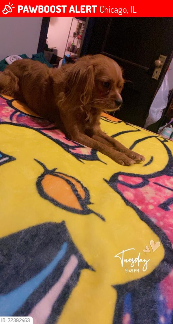 Lost Male Dog last seen Near champlain, Chicago, IL 60619
