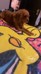 Lost Male Dog last seen Near champlain, Chicago, IL 60619