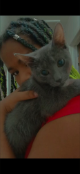 Lost Female Cat last seen Rolling hills apmts , Pottstown, PA 19464