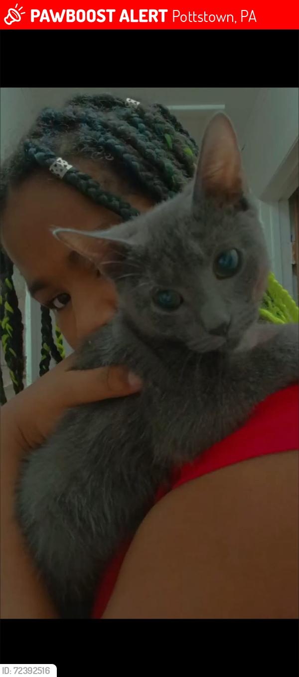 Lost Female Cat last seen Rolling hills apmts , Pottstown, PA 19464