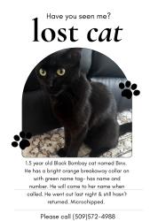 Lost Male Cat last seen Cascade and 2nd ave, Kennewick, WA 99336