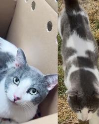 Lost Male Cat last seen San Vicente st San Diego, CA 92114, San Diego, CA 92114