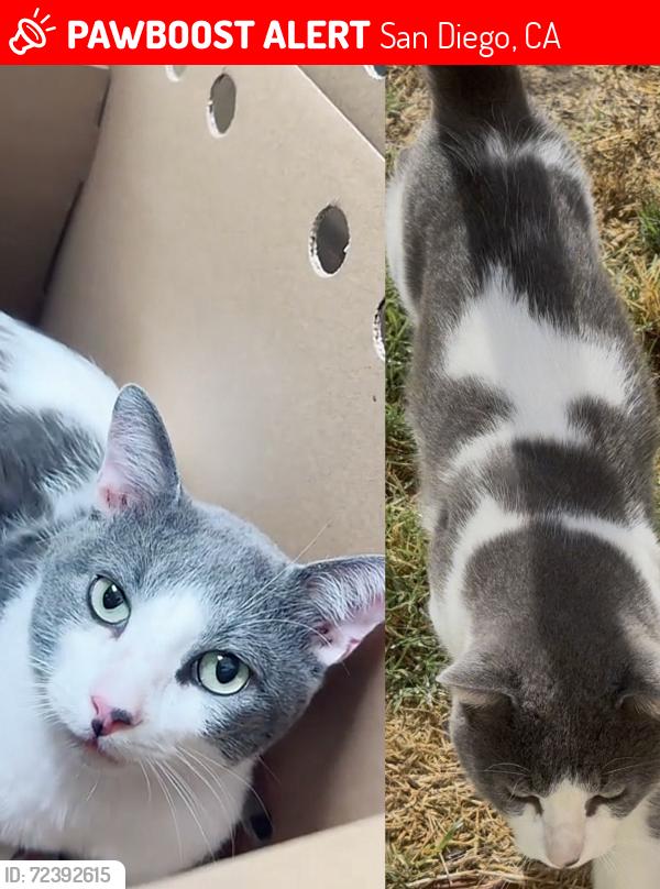 Lost Male Cat last seen San Vicente st San Diego, CA 92114, San Diego, CA 92114