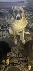 Lost Female Dog last seen Kahil place, Fort Lupton, CO 80621