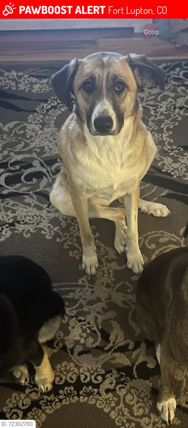 Lost Female Dog last seen Kahil place, Fort Lupton, CO 80621