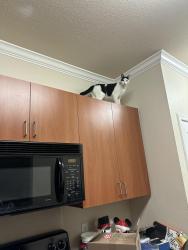 Lost Female Cat last seen Corral Hollow, Tracy, CA 95377