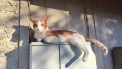 Lost Male Cat last seen Venus Way and Elm St., Chandler, AZ 85226