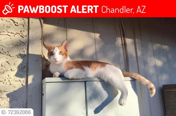 Lost Male Cat last seen Venus Way and Elm St., Chandler, AZ 85226