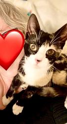 Lost Female Cat last seen Shadow Ranch lane - inside the Rose Terrace community near Lowe’s , Roseburg, OR 97470