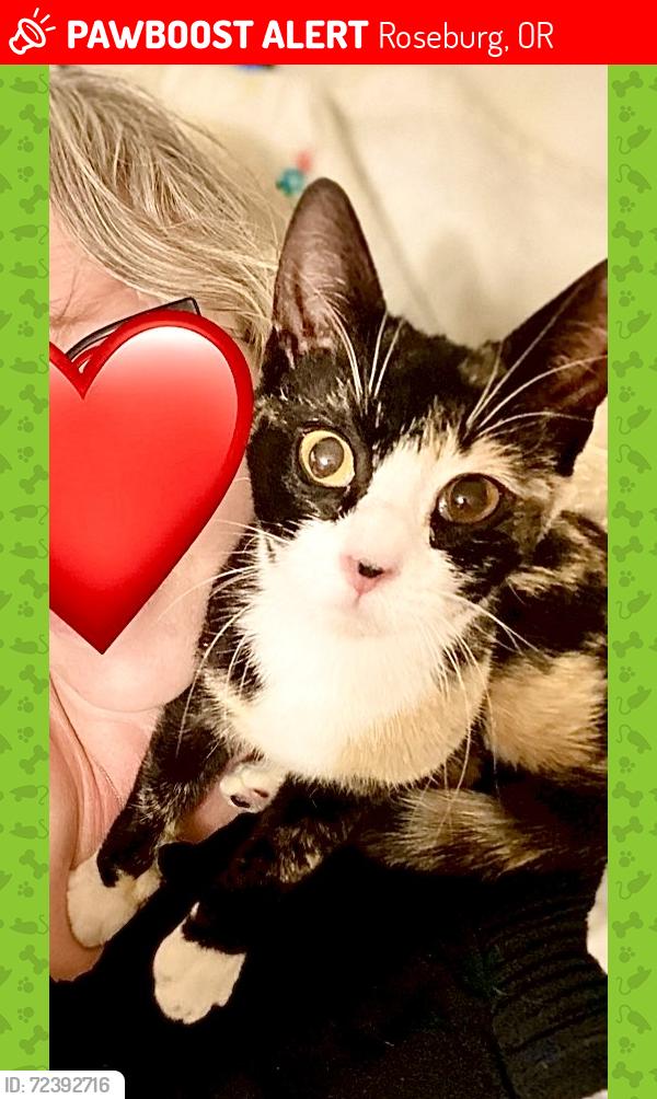 Lost Female Cat last seen Shadow Ranch lane - inside the Rose Terrace community near Lowe’s , Roseburg, OR 97470