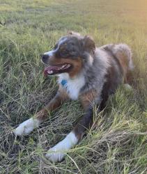 Lost Male Dog last seen Old Cameron highway across the train tracks around 230p 12/21/2025, Cameron, OK 74932