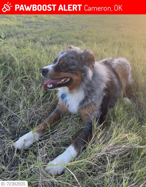 Lost Male Dog last seen Old Cameron highway across the train tracks around 230p 12/21/2025, Cameron, OK 74932