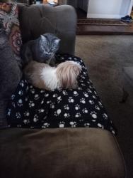 Lost Male Cat last seen Gettysburg and Peach , Clovis, CA 93612