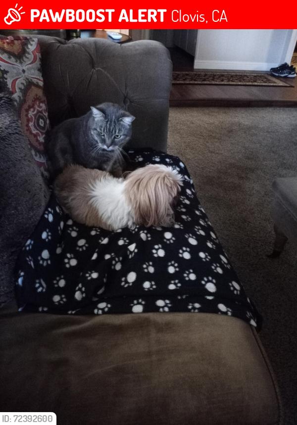 Lost Male Cat last seen Gettysburg and Peach , Clovis, CA 93612