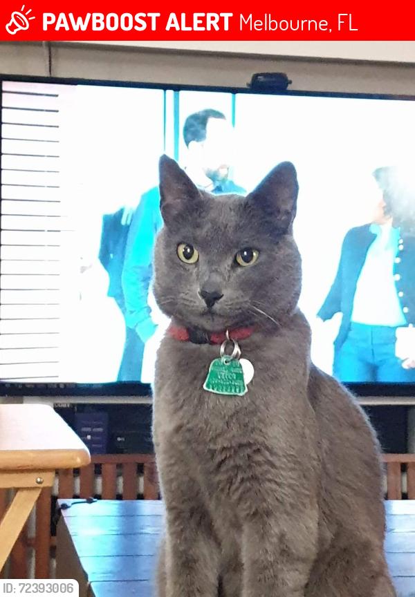 Lost Male Cat last seen Near St James Ln Melbourne FL 32935, Melbourne, FL 32935