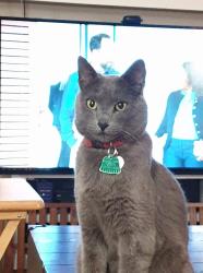 Lost Male Cat last seen Near St James Ln Melbourne FL 32935, Melbourne, FL 32935