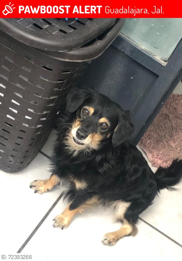 Lost Male Dog last seen Leonor pintado, Andrés bello a un costado de la base de mantenimiento del tren ligero , Guadalajara, Jal. 44820