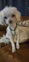 Lost Male Dog last seen Foss Road/Paw Paw Place/Manx/Bond Rd, Poulsbo, WA 98370