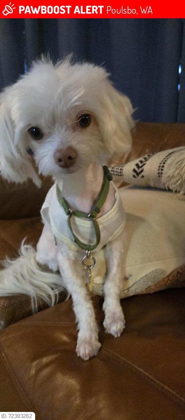 Lost Male Dog last seen Foss Road/Paw Paw Place/Manx/Bond Rd, Poulsbo, WA 98370