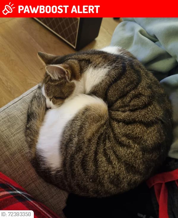 Lost Female Cat last seen Near Eltham College/Mottingham Farm Equestrian Centre , Greater London, England SE9 4RX