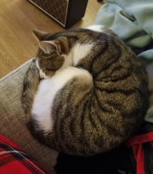 Lost Female Cat last seen Near Eltham College/Mottingham Farm Equestrian Centre , Greater London, England SE9 4RX