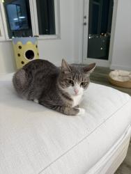 Lost Female Cat last seen near giorgia mountain coaster , Helen, GA 30545