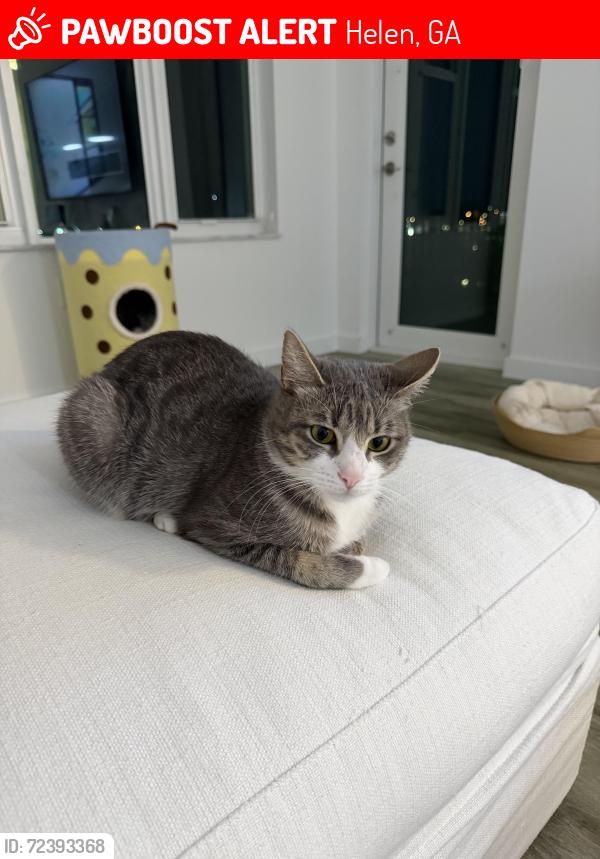 Lost Female Cat last seen near giorgia mountain coaster , Helen, GA 30545
