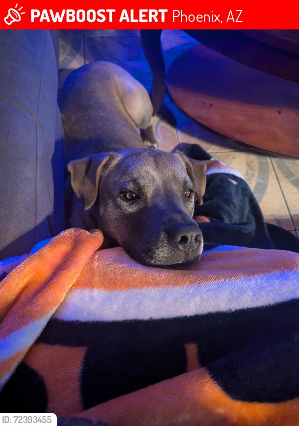 Lost Male Dog last seen 43rd Ave and McDowell , Phoenix, AZ 85009