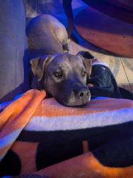 Lost Male Dog last seen 43rd Ave and McDowell , Phoenix, AZ 85009