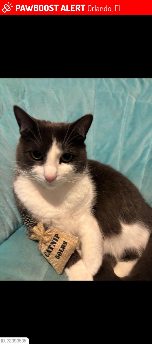 Lost Male Cat last seen Curry ford, Orlando, FL 32825