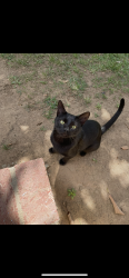 Lost Male Cat last seen Sunnymead ranch, Moreno Valley, CA 92557