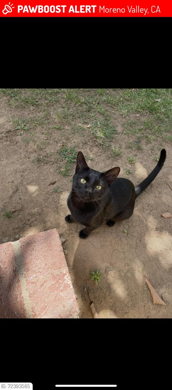 Lost Male Cat last seen Sunnymead ranch, Moreno Valley, CA 92557