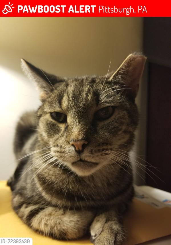Lost Male Cat last seen Kennebec Street in Greenfield Pittsburgh Pa 15217, Pittsburgh, PA 15217