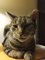 Lost Male Cat last seen Kennebec Street in Greenfield Pittsburgh Pa 15217, Pittsburgh, PA 15217