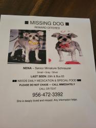 Lost Female Dog last seen 29th street and business 83, McAllen, TX 78501