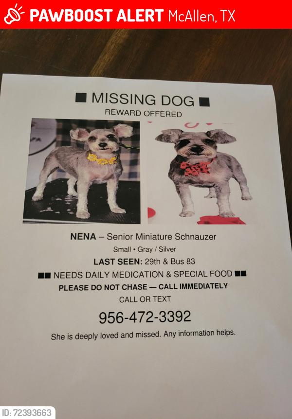 Lost Female Dog last seen 29th street and business 83, McAllen, TX 78501