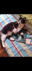 Lost Female Cat last seen Proximo convento Irmãs Passionata, Jardim Virginia Bianca, SP 02355-280