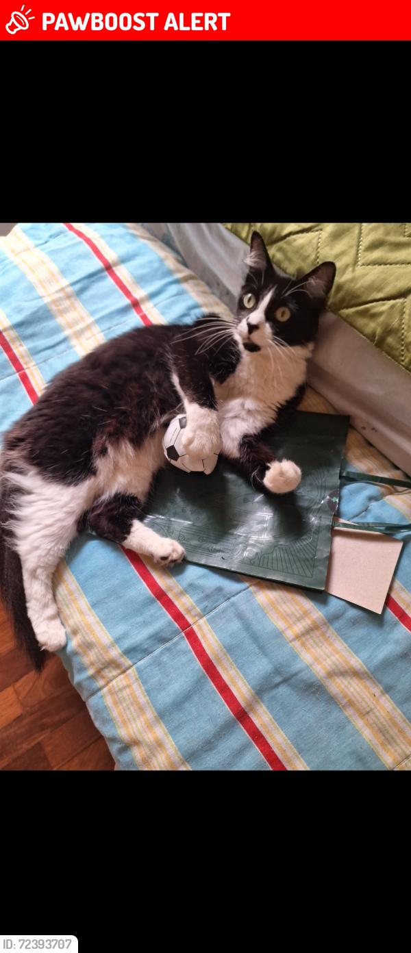 Lost Female Cat last seen Proximo convento Irmãs Passionata, Jardim Virginia Bianca, SP 02355-280