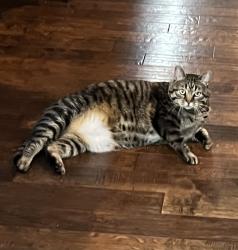 Lost Male Cat last seen Tendilla Ave & Medina Rd in Woodland Hills, Los Angeles, CA 91364