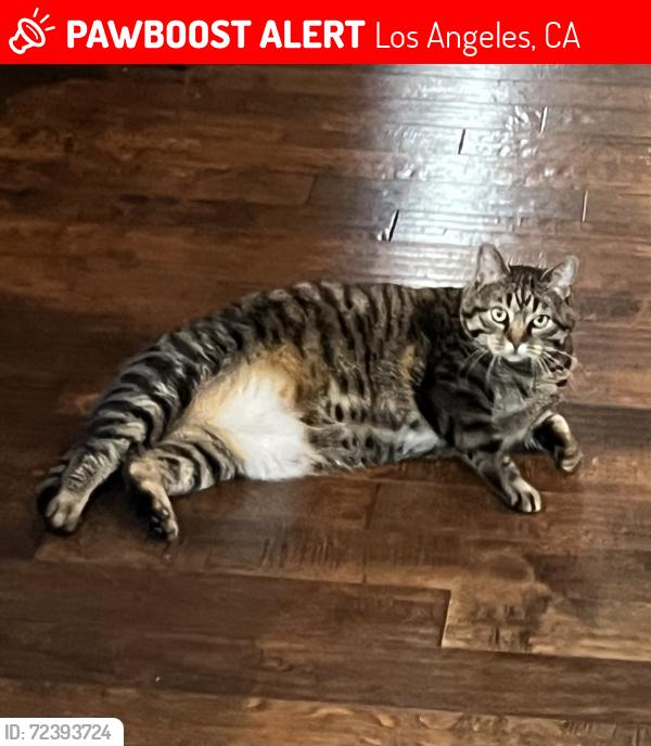 Lost Male Cat last seen Tendilla Ave & Medina Rd in Woodland Hills, Los Angeles, CA 91364