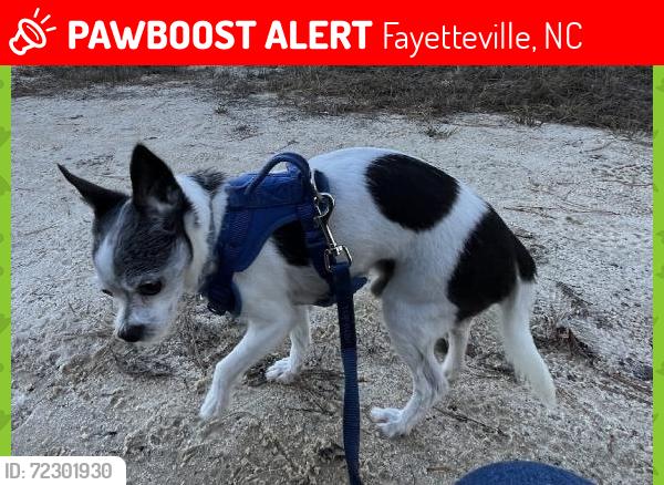 Lost Male Dog last seen Crossing Cumberland Road from STONEHAVEN Drive, Fayetteville, NC 28306