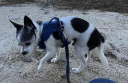 Lost Male Dog last seen Crossing Cumberland Road from STONEHAVEN Drive, Fayetteville, NC 28306