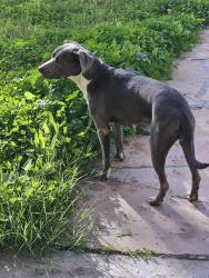 Found/Stray Female Dog last seen S Dobson and Warner , Chandler, AZ 85224