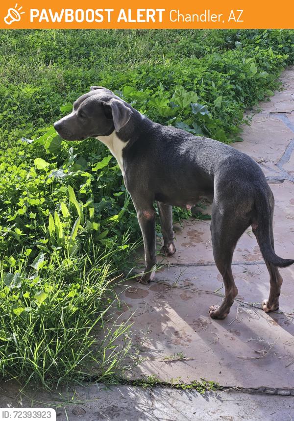 Found/Stray Female Dog last seen S Dobson and Warner , Chandler, AZ 85224