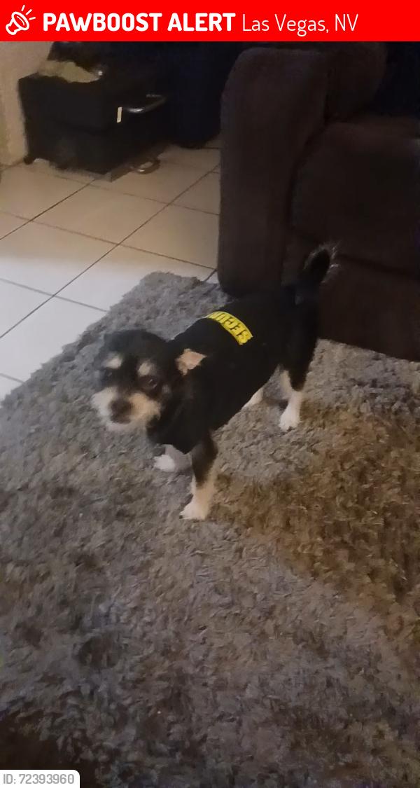 Lost Male Dog last seen Johnson Charleston pecos, Las Vegas, NV 89110