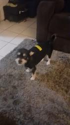 Lost Male Dog last seen Johnson Charleston pecos, Las Vegas, NV 89110