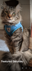Lost Male Cat last seen Mar Vista Ave, Union , Walnut , Michigan St Pasadena,Ca, Pasadena, CA 91104