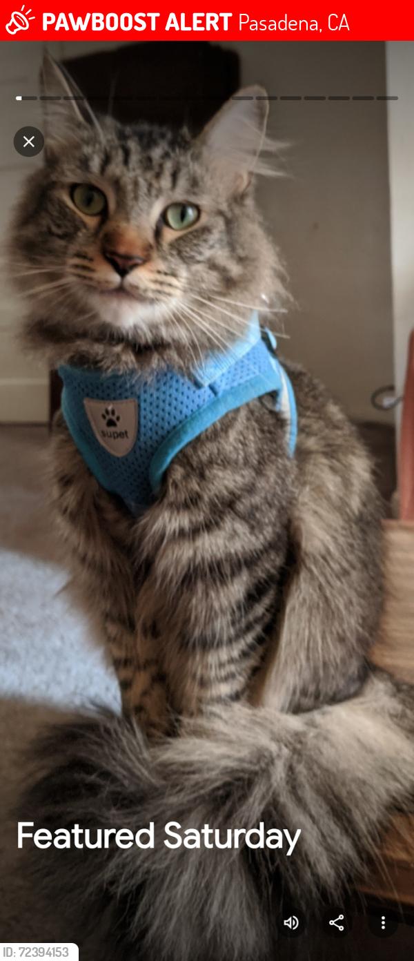 Lost Male Cat last seen Mar Vista Ave, Union , Walnut , Michigan St Pasadena,Ca, Pasadena, CA 91104