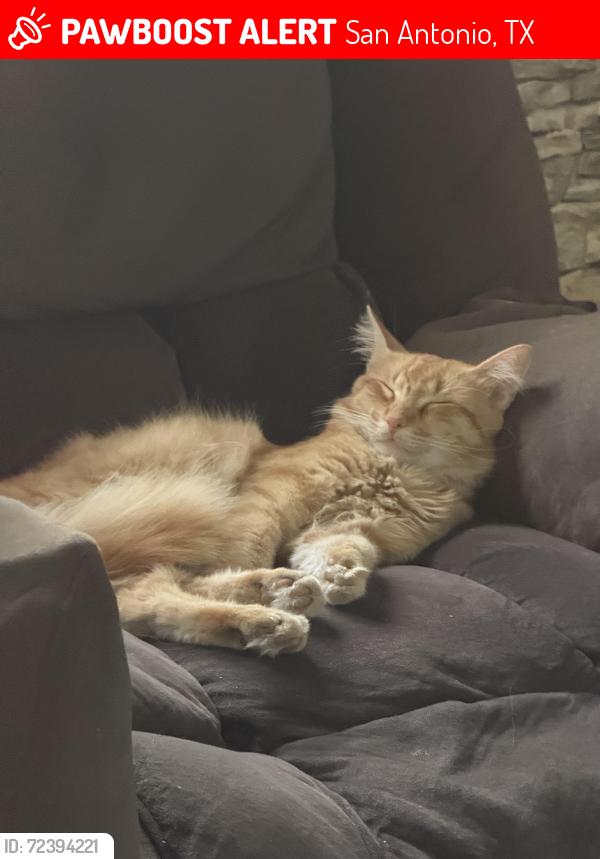 Lost Male Cat last seen Algo Dulce & Aragon, San Antonio, TX 78211
